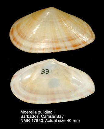 Atlantella guildingii.jpg - Moerella guildingii(Hanley,1844)
